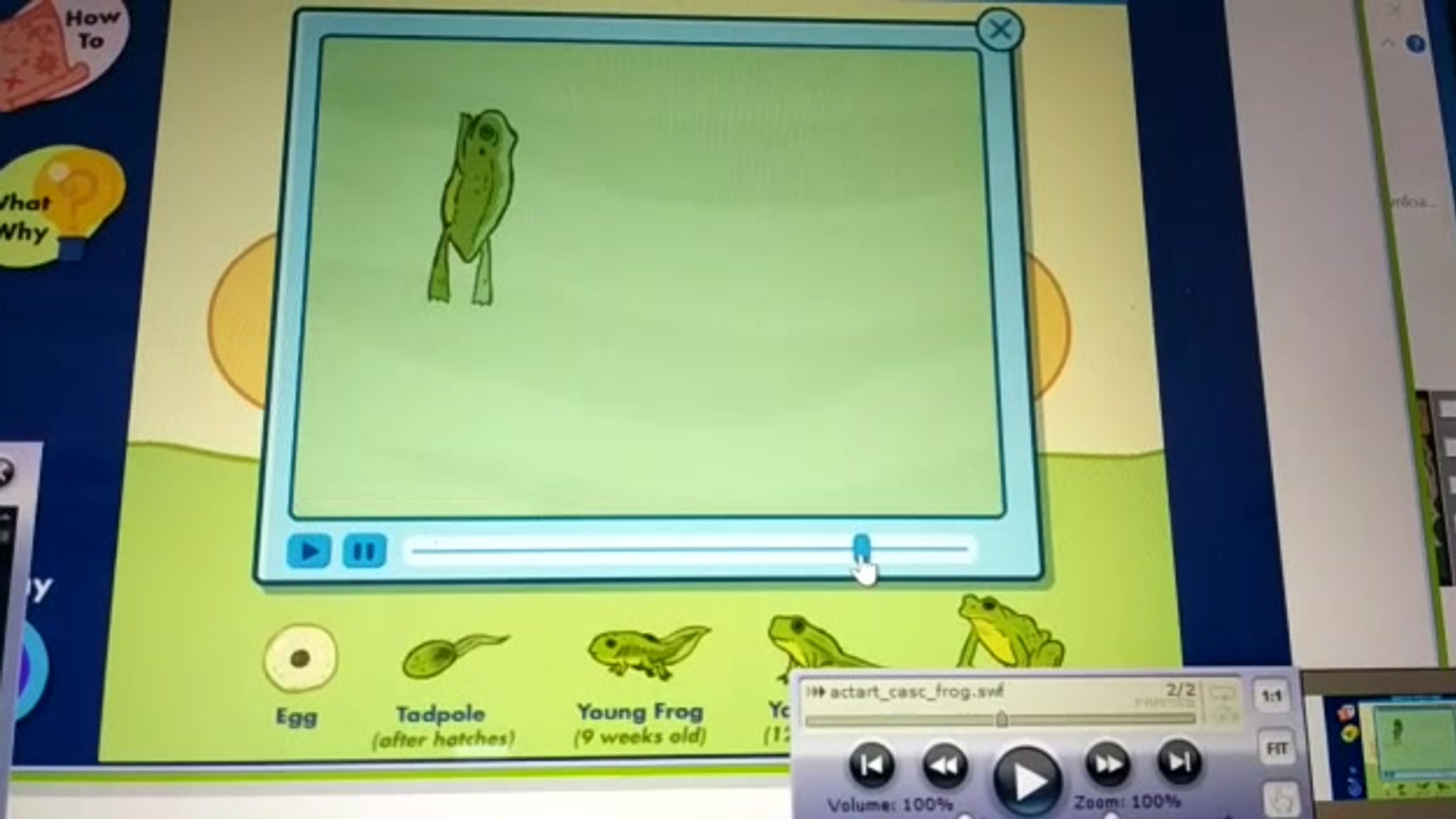 Life-Cycle of A Frog
